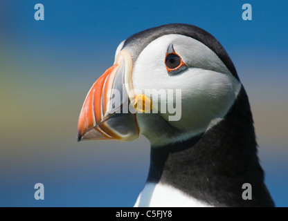 Puffini, Fratercula arctica. Regno Unito Foto Stock