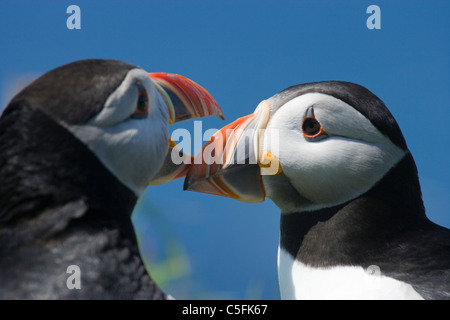 I puffini bill toccando corteggiamento, Fratercula arctica, UK. Foto Stock