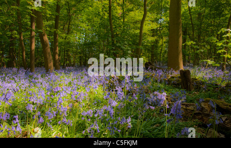 Un paesaggio soft focus vista di un bluebell woodland Foto Stock