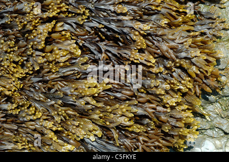 Wrack della vescica (Fucus vesiculosus), un alghe brune, esposto a bassa marea, REGNO UNITO Foto Stock