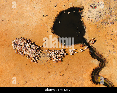 Capre al Koroli molle nel deserto Chalbi nord del Kenya vicino al confine con l Etiopia. Kenya Foto Stock