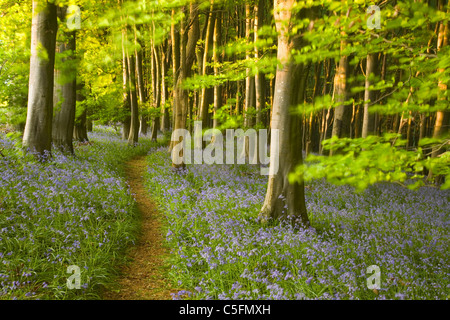 Percorso attraverso bluebells (Hyacinthoides non scripta) in faggio (Fagus sp.) bosco. Molla. Priors legno. Somerset. In Inghilterra. Regno Unito. Foto Stock