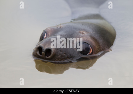 Cappuccio di tenuta (Cystophora cristata), giovani donne nuoto e prendendo un respiro, Germania Foto Stock