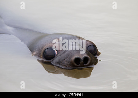 Cappuccio di tenuta (Cystophora cristata), giovani donne nuoto e prendendo un respiro, Germania Foto Stock