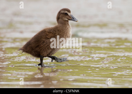 Eider comune (Somateria mollissima) anatroccolo camminando sul fango umido, Seahouses, Northumberland, England, Regno Unito, Europa Foto Stock