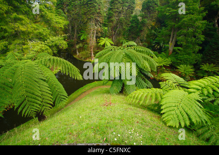 Felci arboree nel Parque Terra Nostra. Furnas, isola Sao Miguel, Azzorre, Portogallo. Foto Stock