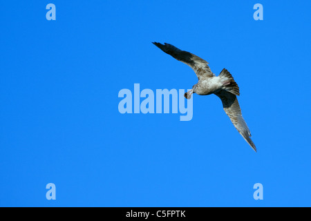 Un grande seagull volando sopra un cielo blu e portante un mollusco nella sua bocca. Foto Stock