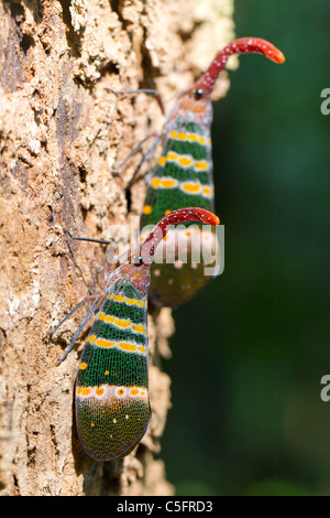 Colorate fulgora lanternfly candelaria in piedi sul tronco di albero, Thailandia Foto Stock