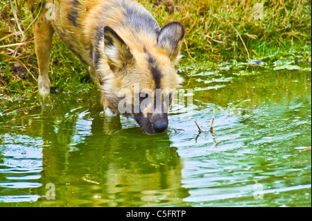 Lycaon pictus è un grande canide lo trovate solo in Africa, specialmente nelle savane e altri leggermente le zone boscose. Foto Stock