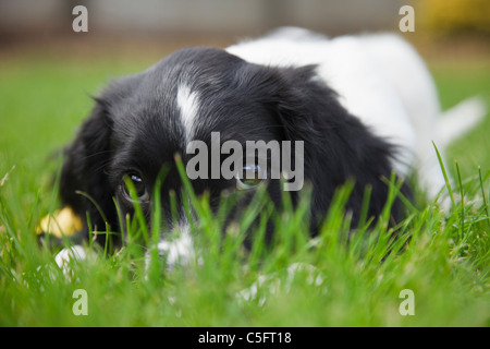 Un simpatico cane Springer Spaniel inglese bianco e nero con occhi cucciolo guardando attraverso l'erba sdraiata sul prato in un giardino. Inghilterra Regno Unito Foto Stock