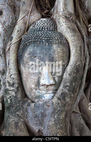 Testa del budda bloccato in radici, il Wat Phra Mahathat, Ayuthaya, Thailandia Foto Stock