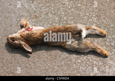 Road kill, coniglio morto posa su strada Foto Stock