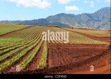 I campi di ananas lungo Kamehameha Highway North Shore Hawaii Oahu Oceano Pacifico Foto Stock