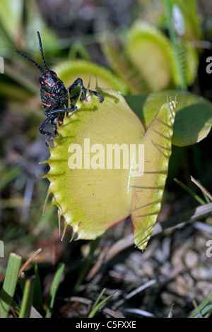 Gomma orientale Grasshopper su open Venus Flytrap Dionaea muscipula Southeastern USA fotografato in Wild Foto Stock