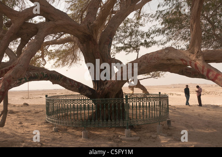 Elk204-1532 Bahrein, Albero della Vita (mesquite) Foto Stock