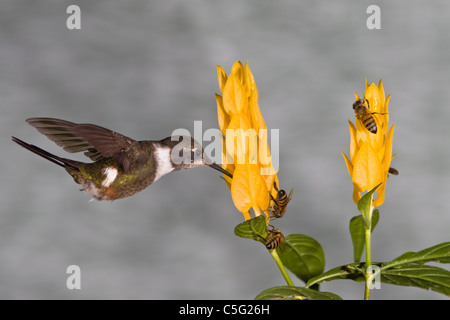 Maschio porpora-thorated Woodstar hummingbird, Calliphlox mitchellii, a Tandayapa Lodge in Ecuador. Foto Stock