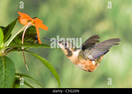 Purple-throated hummingbird Woodstar, Calliphlox mitchellii, a Tandayapa Lodge in Ecuador. Foto Stock