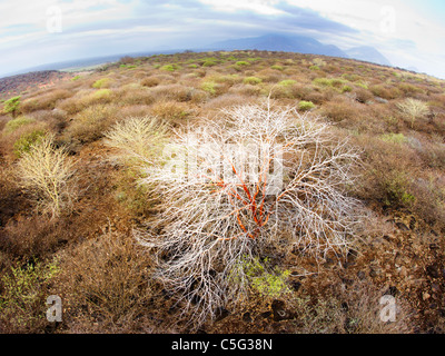 Acacia Kenya Settentrionale, Kenya Foto Stock