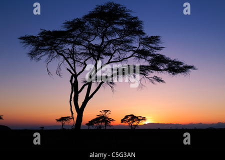 Acacia Kenya Settentrionale, Kenya Foto Stock