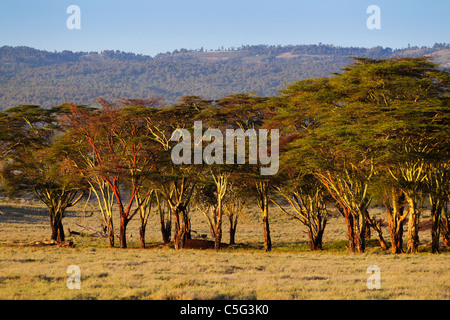 Fever tree (Acacia xanthophloea) in Kenya Foto Stock