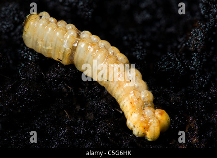 Oothek uova di Blaberus craniifer morte la testa scarafaggio BLABERIDAE Deathshead scarafaggio uovo riproduzione larve di insetto m OOTHEK Foto Stock