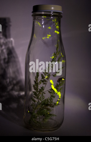 Lucciole lampeggiare in vaso - Tempo di esposizione Foto Stock