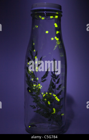 Lucciole lampeggiare in vaso - Tempo di esposizione Foto Stock