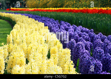Campo in due righe con splendidi fiori di primavera Foto Stock
