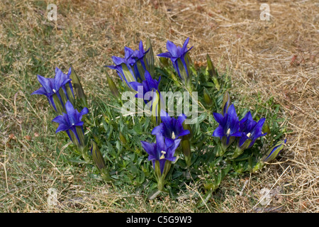 Marsh Gentian (Gentiana pneumonanthe) fiore Foto Stock