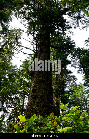 700 anno vecchio albero di abete Walters isola suono Kyuquot BC Foto Stock