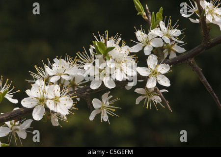 Biancospino fiore. Crataegus monogyna. Foto Stock