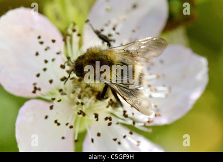 Marrone-nastrare carda Bee, Bombus humilis, Apidae, Apoidea, Apocrita, Hymenoptera. Foto Stock