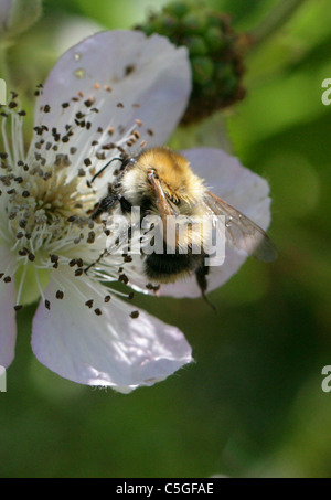 Marrone-nastrare carda Bee, Bombus humilis, Apidae, Apoidea, Apocrita, Hymenoptera. Foto Stock