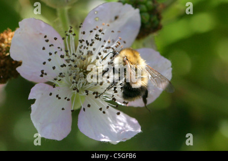 Marrone-nastrare carda Bee, Bombus humilis, Apidae, Apoidea, Apocrita, Hymenoptera. Foto Stock