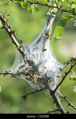 Coda marrone Moth Caterpillar Euproctis chrysorrhoea REGNO UNITO Foto Stock