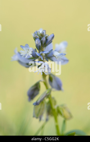 Milkwort comune Polygala vulgaris larici REGNO UNITO Foto Stock