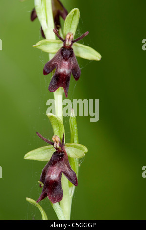 Fly Orchid Ophrys insectifera Yockletts Bank UK Foto Stock