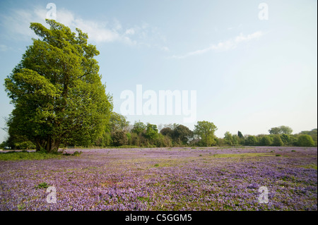 Campo di massa Ivy Glechoma hederacea Kent REGNO UNITO Foto Stock