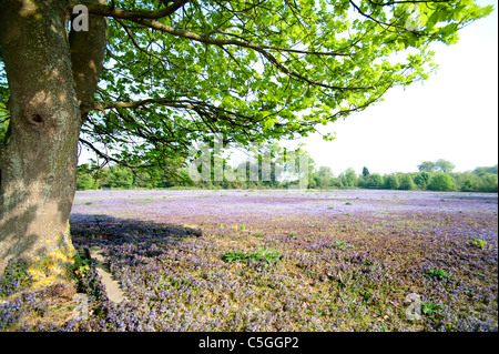 Campo di massa Ivy Glechoma hederacea Kent REGNO UNITO Foto Stock