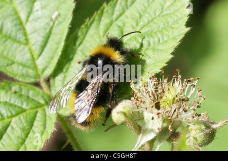 Inizio Bumblebee (maschio), Bombus pratorum, Apinae, Apidae, Apoidea, Apocrita, Hymenoptera. Foto Stock