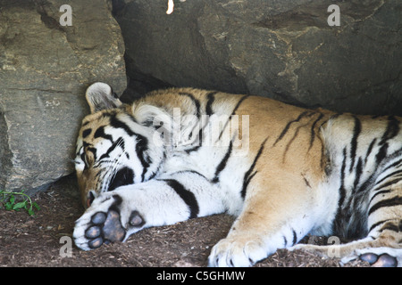 Sleeping tiger grotta Foto Stock