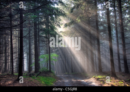 Dono di luce - Dio fasci - La foresta di conifere di prima mattina - nebbia mattutina Foto Stock