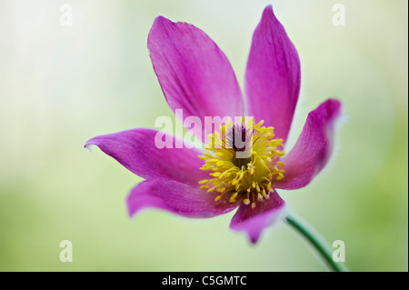 Un unico fiore viola testa di Pulsatilla vulgaris - "Pasque flower Foto Stock