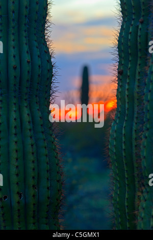 Cactus Saguaro al tramonto nel tubo dell'organo monumento nazionale, Arizona, Stati Uniti d'America Foto Stock