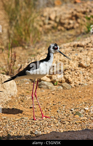 Nero-colli, Stilt Himantopus mexicanus, Arizona-Sonora Desert Museum, Tucson, Arizona, Stati Uniti d'America Foto Stock