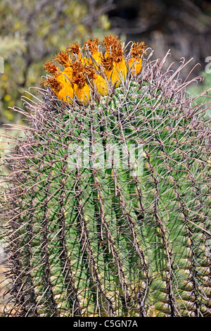 Frutto della bussola Barrel Cactus (Ferocactus cylindraceus), il Parco nazionale del Saguaro, Tucson, Arizona, Stati Uniti d'America Foto Stock