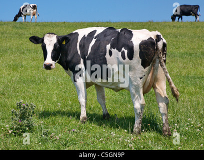 Una mucca Fresian guarda dal pascolo mentre due delle sue sorelle pascolano all'orizzonte Foto Stock