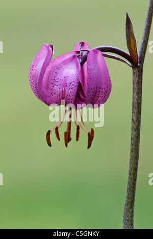 Martagon giglio, Lilium martagon, Valsavarenche, Alpi Italiane, Italia Foto Stock