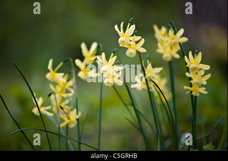 Close-up di primavera fioritura narcissus 'hawera' - daffodil fiori Foto Stock