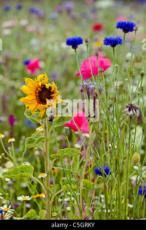 Prato di fiori selvaggi. Cornflowers girasole e semi di papavero in un campo pieno di fiori selvatici in un inglese un giorno d'estate Foto Stock